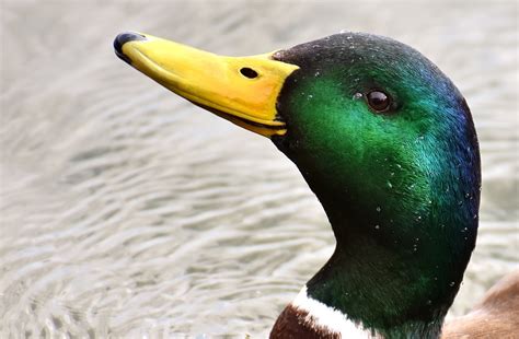 Duck Mallard Drake · Free photo on Pixabay