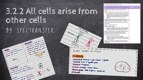 EASY REVISION AQA A Level Biology 3 2 2 All Cells Arise From Other