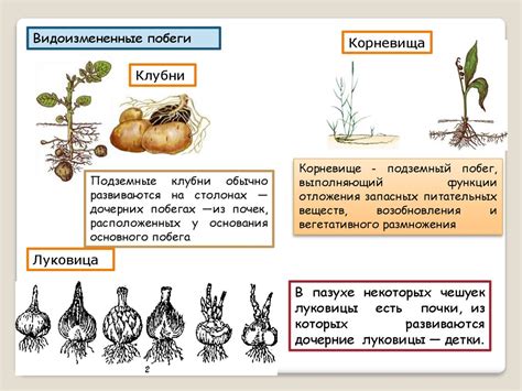 Размножение растений - презентация онлайн