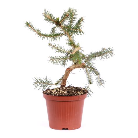 Picea Abies Pre Bonsai Outdoor Bonsai Bonsai Bonsaischule