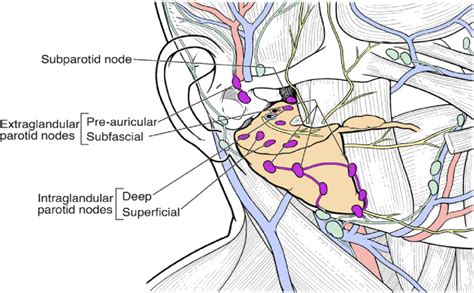 Intraglandular