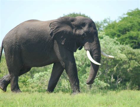 Elephant, African - Teeth - Fascinating Africa