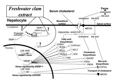 Figure S Schematic Illustration Of The Hypothetical Mechanism Of Fce