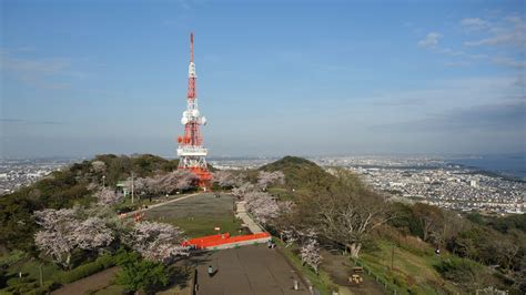 2023桜スポット開花情報 観光スポット 湘南ひらつかナビ平塚市観光協会 平塚観光情報サイト