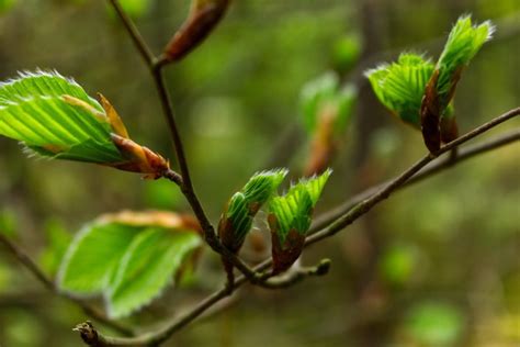 Побег растения