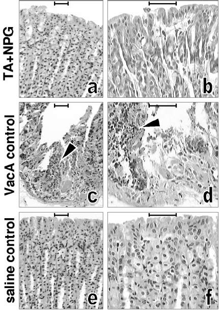 Representative Images Of HE Stained Sections Of Gastric Corpus Mucosa