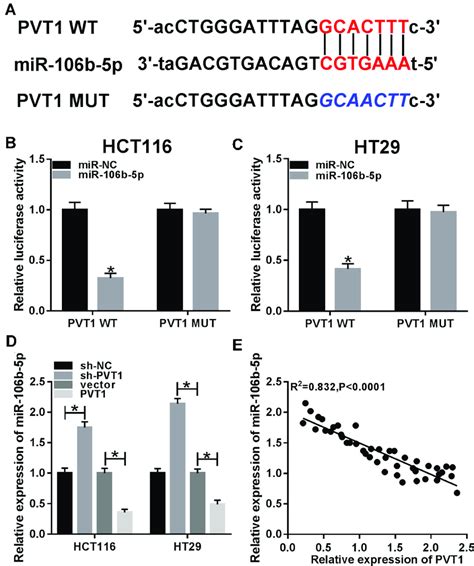 Pvt1 Is A Sponge Of Mir 106b 5p And Negatively Regulates Mir 106b 5p Download Scientific