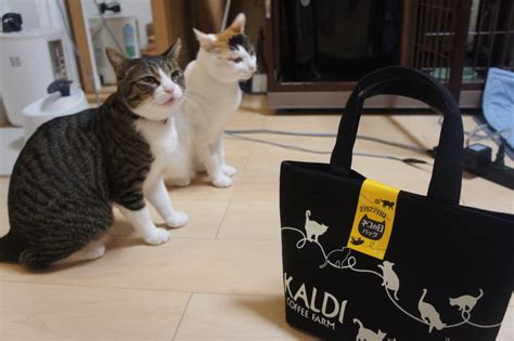 Kaldi（カルディ）猫の日発売「ネコの日バッグ」（2019）を購入したのでご紹介します！ 猫雨露霜雪！