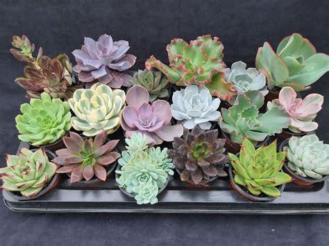 Echeveria - Product Category | Ottershaw Cacti