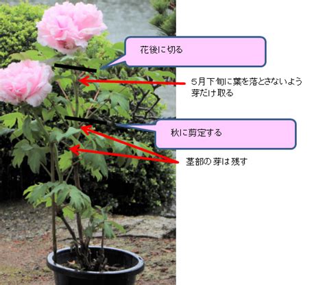 正月牡丹の育て方（管理方法）