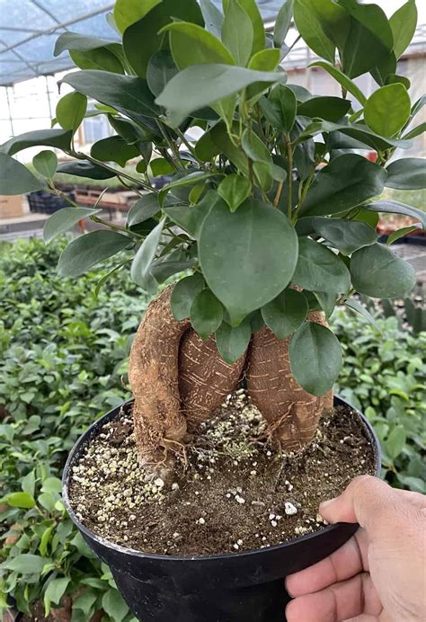 Ficus Ginseng Ficus Microcarpa Plantly