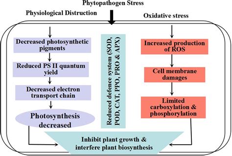 Frontiers Ros And Oxidative Response Systems In Plants Under Biotic