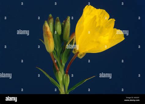 Oenothera Biennis Common Evening Primrose Evening Star Stock Photo