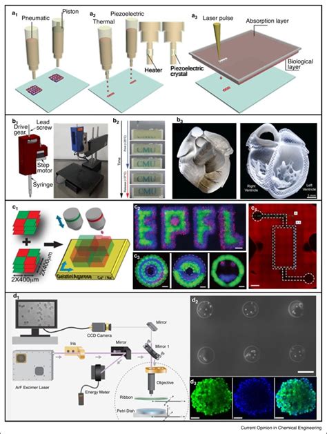 3D Printing Microfluidics Organ On Chips Coming Together 3DPrint