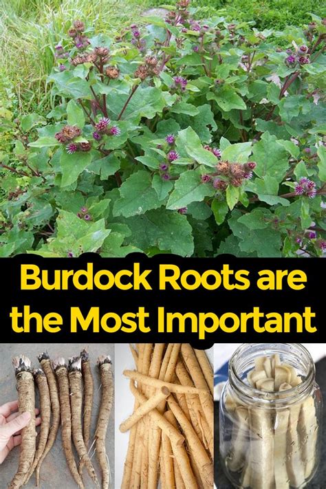 Burdock Root A Comprehensive Guide To Its Benefits And Side Effects