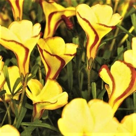 Oxalis Versicolor Golden Cape