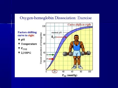 Oxygen dissociation curve