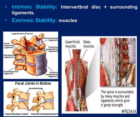 Spinal Orthosis Dr Aliaa Ppt