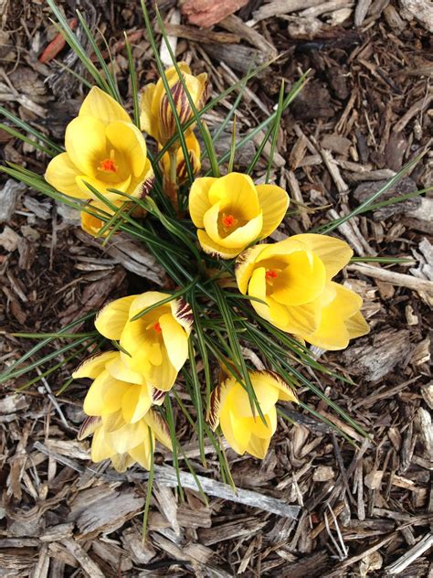 Early crocus in the garden. I can't wait until spring is really here!