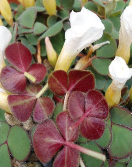 Oxalis Purpurea Alba The Collectors Corner Buy Unusual Perennial