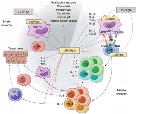 The Immunomodulatory Effects Of Oh D Oh D Targets