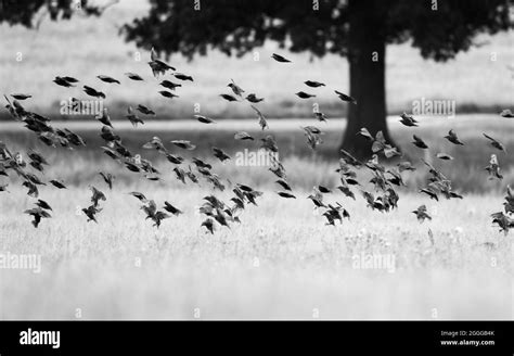 A flying flock of ravens Stock Photo - Alamy