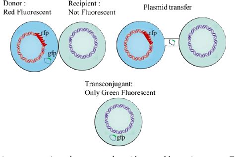 Figure 1 From Modified U Tube For Ruling Out Naked DNA Transfer During