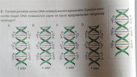 2 Yandaki görselde verilen DNA molekülü kendini eşleyecektir Eşlenme