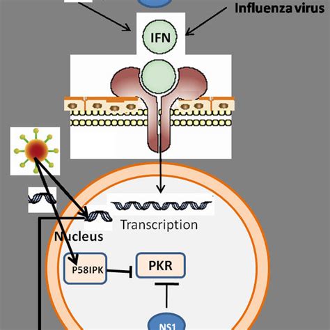 Influenza Virus Mechanisms To Evade Interferon Action The Ns Protein