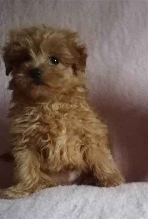 Szczeniaczki Maltipoo Szczecin Bukowo OLX Pl