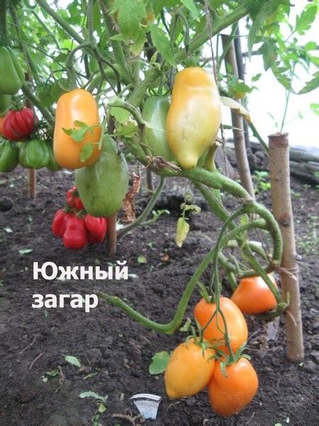Томат Южный загар: характеристика и описание не гибридного сорта с фото