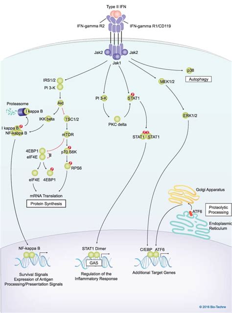 Type Ii Interferon Signaling Pathways