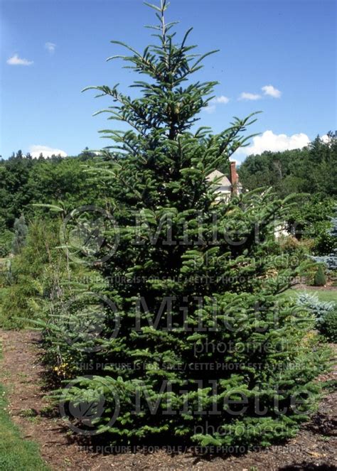 Abies Fraseri Fraser Fir