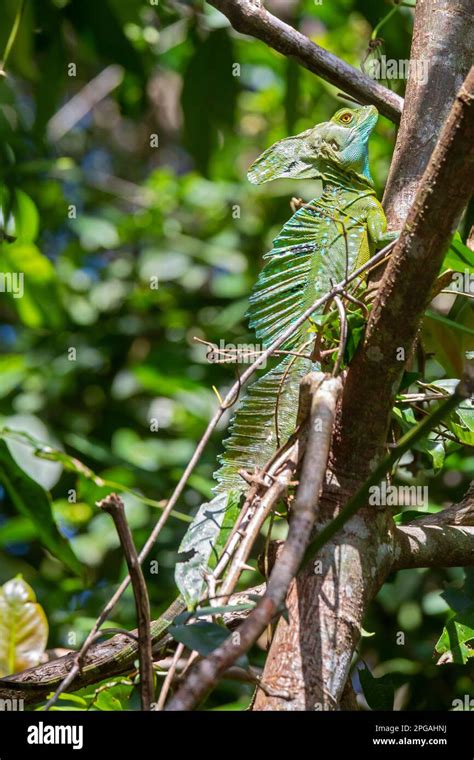 Tortuguero National Park Costa Rica A Male Emerald Basilisk