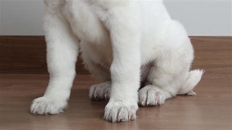 Should I Remove My Great Pyrenees Puppys Extra Dew Claws Puppy Eden