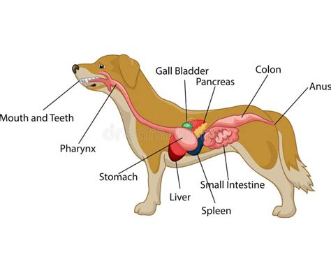 Digestive System Of The Dog Anatomy Stock Vector - Image: 60521678