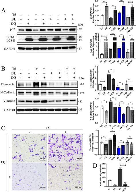 Autophagy Inhibition Attenuates Tgf β2 Induced Emt In Hle B3 Cells A B