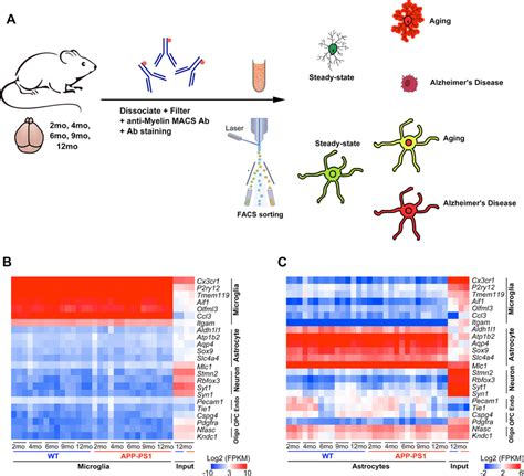 Isolation And Purification Of Microglia And Astrocytes A Schematic