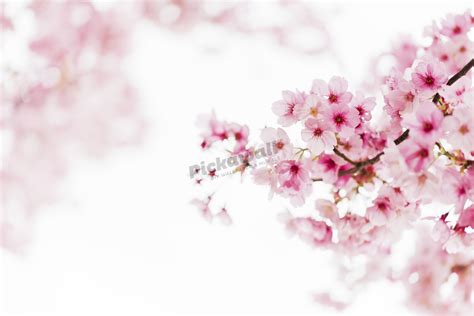 Pink Cherry Blossoms - Pickawall