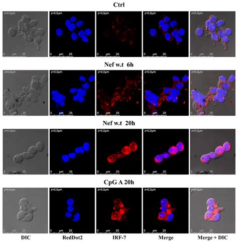 Bodipy C Uptake By Gen Cells A Total Of Gen Cells