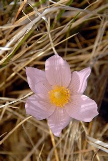 Dakotagraph: South Dakota state flower - the Pasque Flower