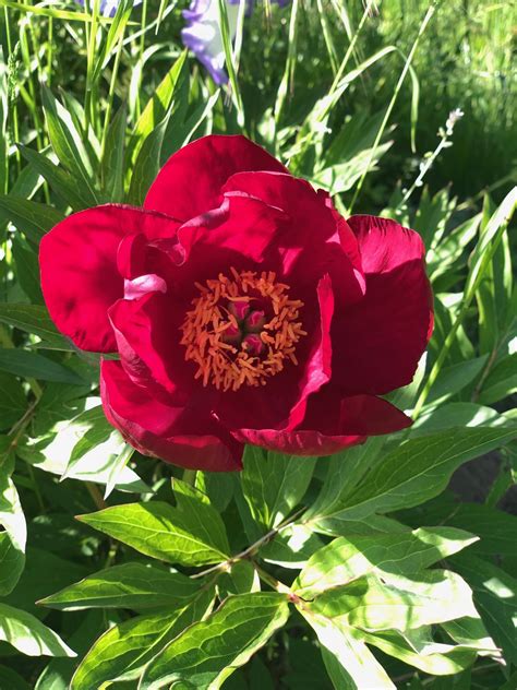 Daniel S Pacific NW Garden An Itoh Peony And A Couple Of Irises 5 16 2021