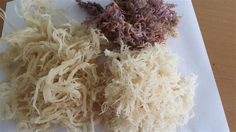 Eucheuma Cottonii Seaweed Safimex Joint Stock Company