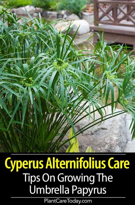 Cyperus Alternifolius Care: Tips On Growing The Umbrella Papyrus