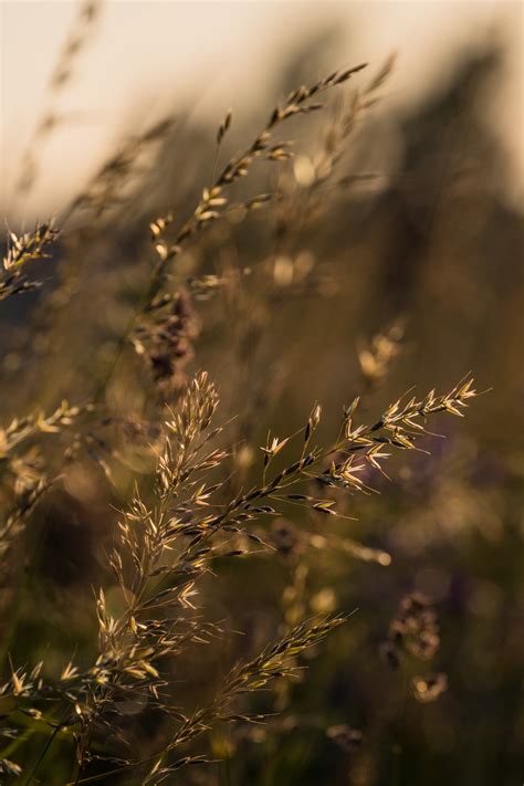 Wallpaper Sunlight Sunset Nature Reflection Field Branch