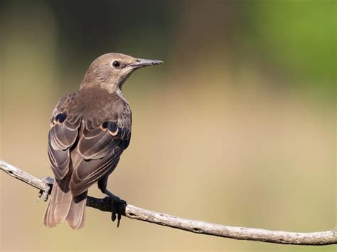 Étourneau sansonnet Sturnus vulgaris Jeune oiseau posé sur une branche