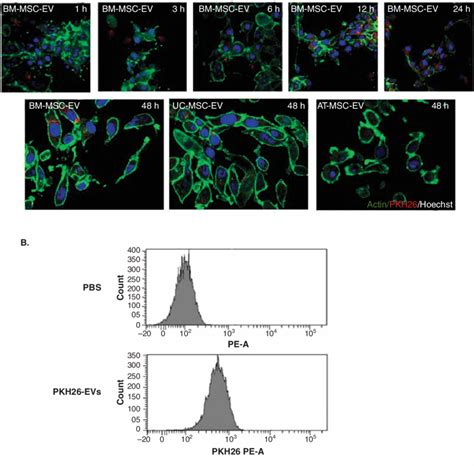 Internalization Of Evs A Confocal Analysis Of U Mg Cells Treated