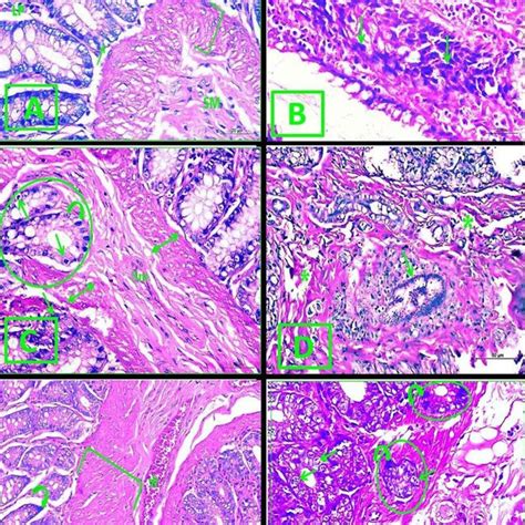 A Photomicrograph Of Colon Section In All Experimental Groups Hande Download Scientific Diagram