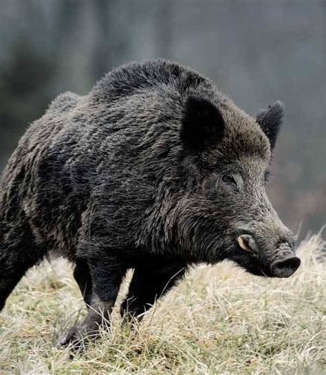 Пин от пользователя Jean-Daniel CHRISTIN на доске Wild Boar moving ...