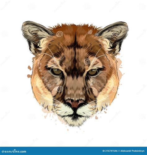 Cougar Head Vector Illustration CartoonDealer 29941308